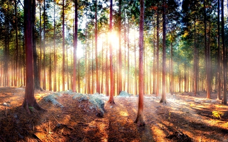 Sun Rays in the Forest - nature, rays, forest, sun