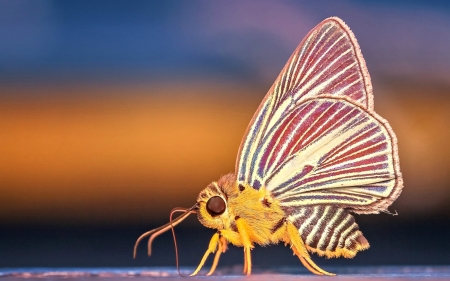 Moth - wings, white, butterfly, moth, pink, yellow, insect