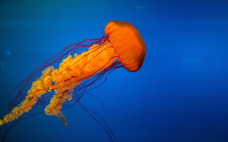 Jellyfish - jellyfish, blue, underwater, orange, luminos