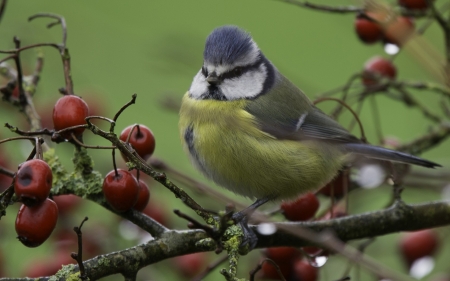 Tit - red, berry, cute, bird, yellow, tit, fruit, branch, green