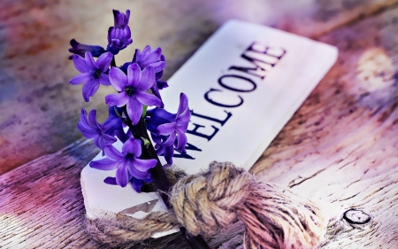 Welcome! - wood, card, spring, welcome, hyacinth, flower