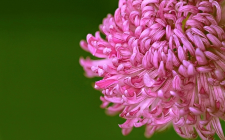 Chrysanthemum - autumn, green, macro, chrysanthemum, flower, pink