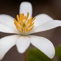 Sanguinaria canadensis