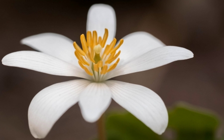 Sanguinaria canadensis - white, macro, yellow, green, sanguinaria canadensis, mac canadian, poppy, flower