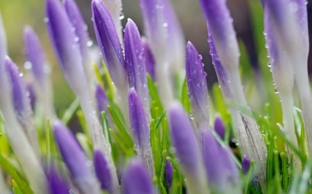 Crocuses - purple, dew, water drops, green, spring, flower, crocus, pink