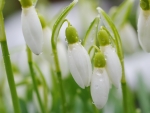 Snowdrops