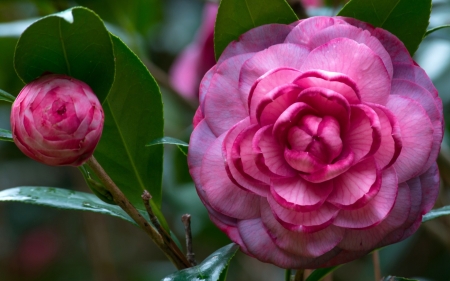 Camellia - green, rose, flower, pink, camellia