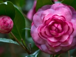 Camellia