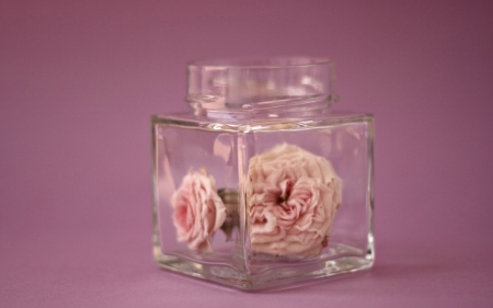 Rose fragrance - jar, glass, pink, bottle, flower, little, rose fragrance