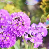 Flowers and bubbles