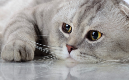 Waiting - paw, face, cat, animal, pisica, cute