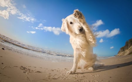 Hi! - summer, funny, animal, cute, caine, hello, beach, hi, blue, white, paw, sea