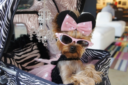 Fency puppy - puppy, sunglasses, funny, black, caine, bow, dog, pink, animal, cute, yorkshire terrier