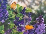 Birds and Lilac