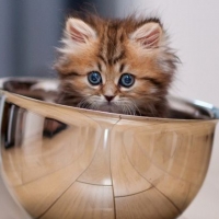 Young Persian Kitten in Steel Bowl