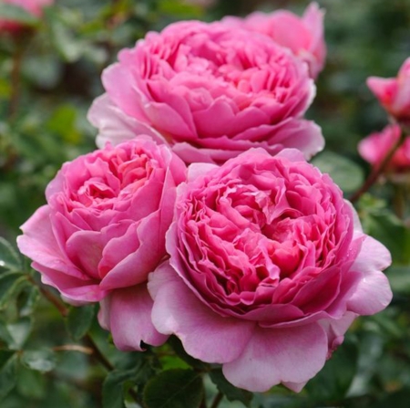 Pink Roses - blossoms, roses, pink, petals, flowers, nature