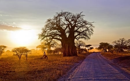 Baobab on the road to sunset - road, Africa, tree, baobab