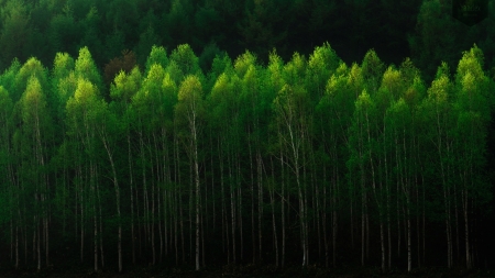 Green - nature, green, tree, amazing