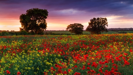 Spring - flowers, red, tree, wild