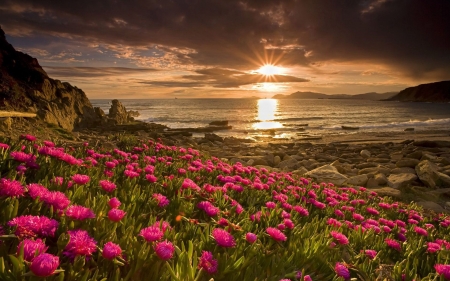 Seaside Sunset - blossoms, sky, water, reflection, clouds, flowers, sea, sun