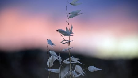 Morning Sky - sky, orning, dawn, grass