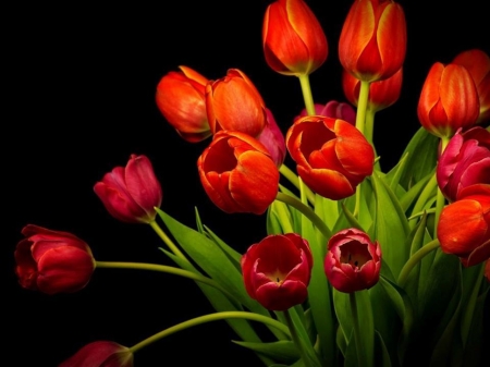 Red Tulips - flowers, still life, tulips, beauty