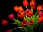 Red Tulips