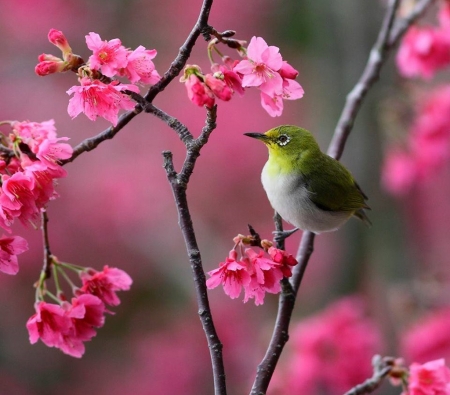 Spring Song - nature, trees, cool, beautiful, spring, birds