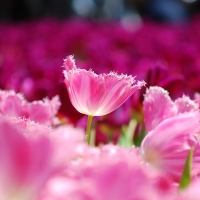 Pink Tulips