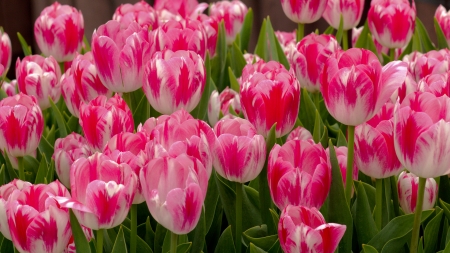 Tulip - armine, magenta, signal red, tulips, 4k, churippu, white, tulipa gesneriana, pink, 3840x2160, tulip, flowers, flower, carmine