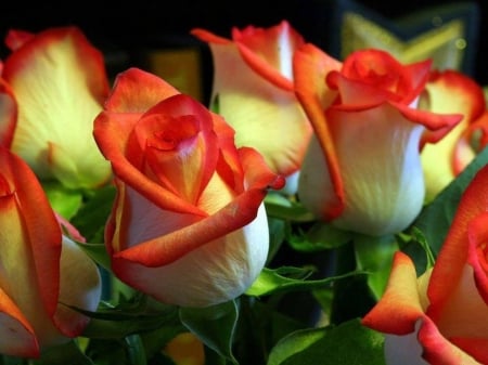 Beauties - flowers, roses, nature, macro, two colors, petals