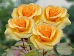 Bunch of Yellow Roses