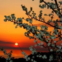 Spring Sunset