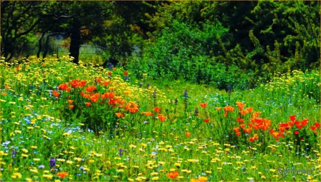 Spring Meadow - white, blossoms, trees, red, colors