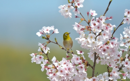 Japanese white-eye