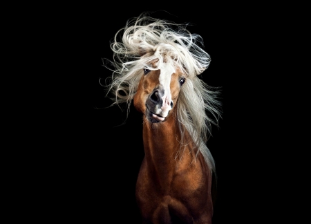 Horse - white, horse, animal, cal, funny, black