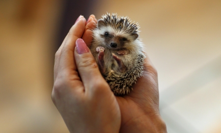 Hedgehog - animal, hand, hedgehog, woman, nails, cute, pink