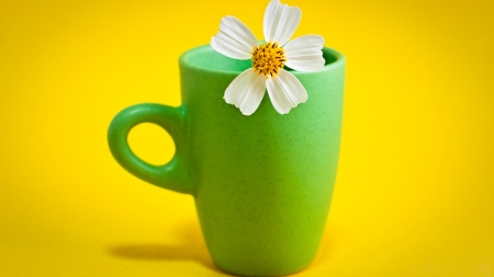 Cup and daisy - white, yellow, green, daisy, flower, cup