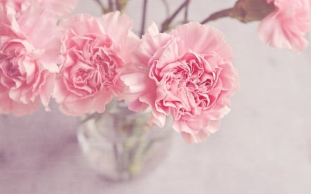 Pink carnations - glass, flower, pink, vase, carnations