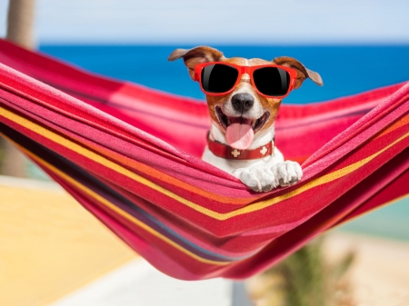 Happy summer! - jack russell terrier, beach, hammock, sunglasses, funny, caine, pink, red, blue, dog, animal, cute