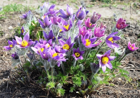 Nature - flowers, nature, purple, beauty, colors, field, outdoor, pink