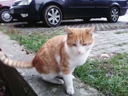 cat from neighbourhood - cute, cats, outdoor, red