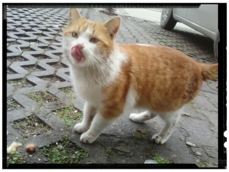 cat from neighbourhood - cute, cats, outdoor, red