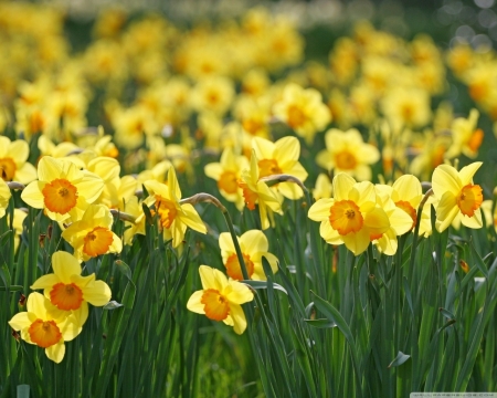 lovely yellow daffodils - flowers, nature, yellow, garden, daffodils, lovely