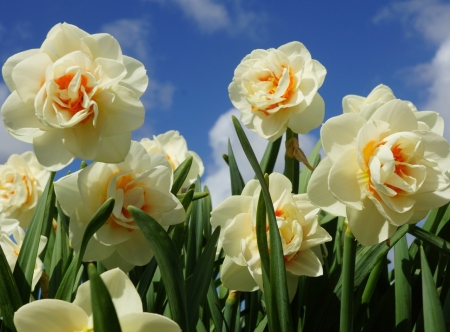 beautiful spring flowers - nature, beautiful, daffodils, flowers, garden, spring