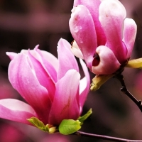 Pink Magnolia Blooms