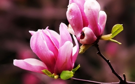 Pink Magnolia Blooms