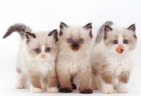 three cute kittens - cute, cats, kittens, animals