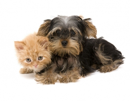 cute kitten and puppy - kitten, cats, puppy, cite, animals