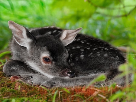 Black Fawn - fawn, black, baby, deer